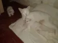 Bianca