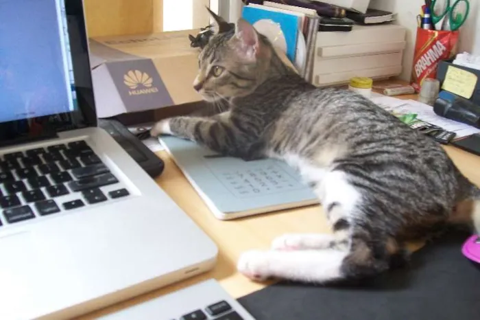 Gato ra a de rua idade 2 a 6 meses nome não sei