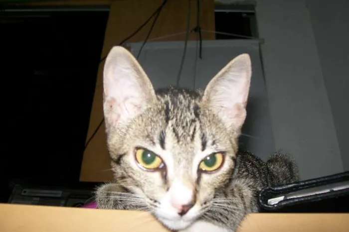 Gato ra a de rua idade 2 a 6 meses nome não sei