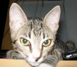 Gato raça de rua idade 2 a 6 meses nome não sei