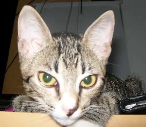 Gato ra a de rua idade 2 a 6 meses nome não sei