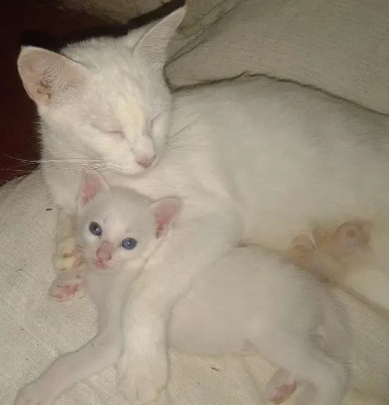 Gato ra a  idade 1 ano nome Bianca