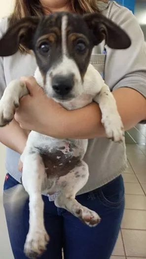 Cachorro ra a SRD idade  nome Gracinha de Filhote