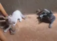 Lindos Gatinhos
