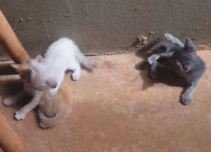 Gato ra a SRD idade  nome Lindos Gatinhos
