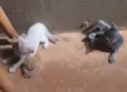 Lindos Gatinhos