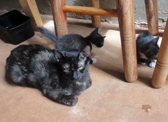 Gato ra a SRD idade  nome Lindos Gatinhos
