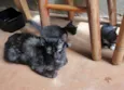 Lindos Gatinhos