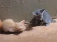 Lindos Gatinhos