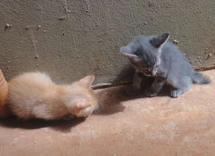Gato ra a SRD idade  nome Lindos Gatinhos