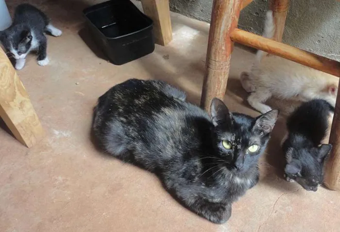 Gato ra a SRD idade  nome Lindos Gatinhos