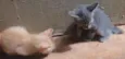 Lindos Gatinhos