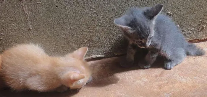 Gato ra a SRD idade  nome Lindos Gatinhos
