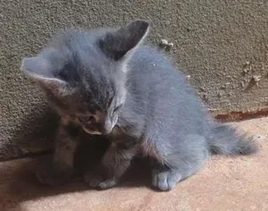 Gato raça SRD idade  nome Lindos Gatinhos