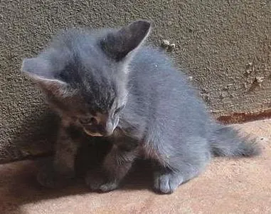 Gato ra a SRD idade  nome Lindos Gatinhos