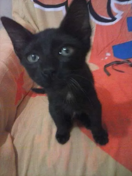 Gato ra a SRD idade 2 a 6 meses nome Filó