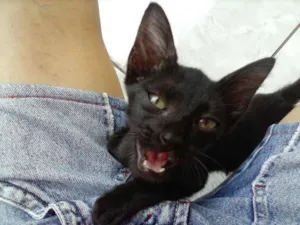 Gato raça SRD idade 2 a 6 meses nome Filó