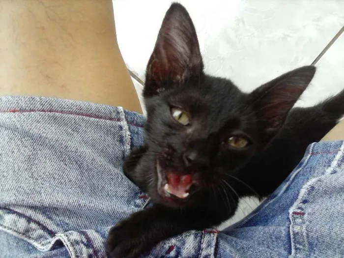 Gato ra a SRD idade 2 a 6 meses nome Filó