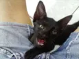 Filó