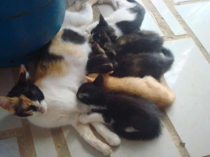 Gato raça  idade Abaixo de 2 meses nome não possui nome