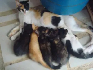 Gato raça  idade Abaixo de 2 meses nome não possui nome