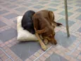 Chiquinha e Bacurinha