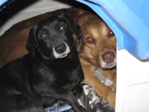 Cachorro raça SRD idade 6 ou mais anos nome Chiquinha e Bacurinha