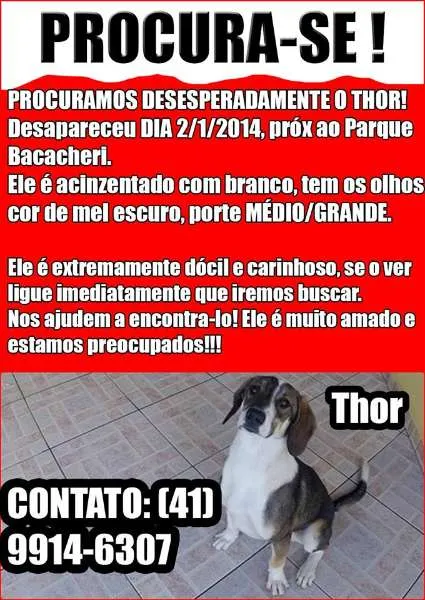 Cachorro ra a Vira-lata idade 1 ano nome Thor GRATIFICA
