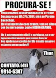 Thor GRATIFICA