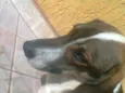 Thor GRATIFICA