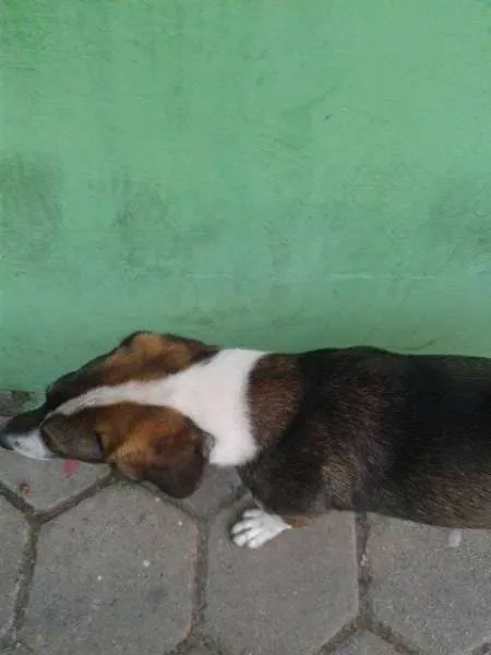 Cachorro ra a Vira-lata idade 1 ano nome Thor GRATIFICA