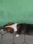 Thor GRATIFICA