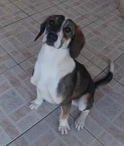 Cachorro ra a Vira-lata idade 1 ano nome Thor GRATIFICA