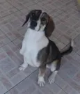 Thor GRATIFICA