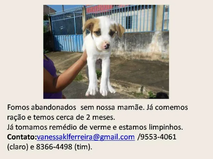Cachorro raça SRD idade 2 a 6 meses nome sem nome