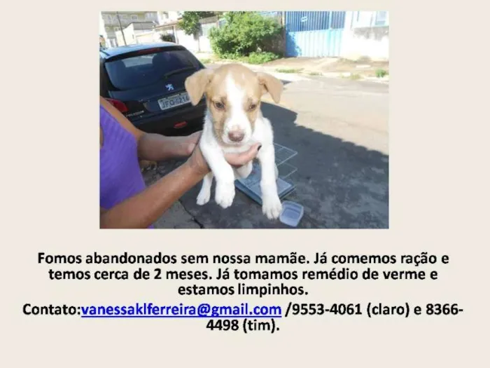 Cachorro raça SRD idade 2 a 6 meses nome sem nome