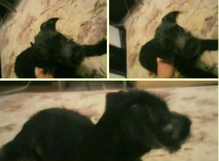 Cachorro ra a  idade 2 a 6 meses nome ainda ñ tem