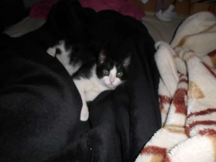 Gato ra a SRD idade 7 a 11 meses nome Yoru