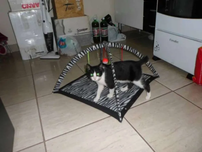 Gato ra a SRD idade 7 a 11 meses nome Yoru