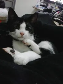 Gato ra a SRD idade 7 a 11 meses nome Yoru