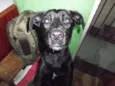 Laika