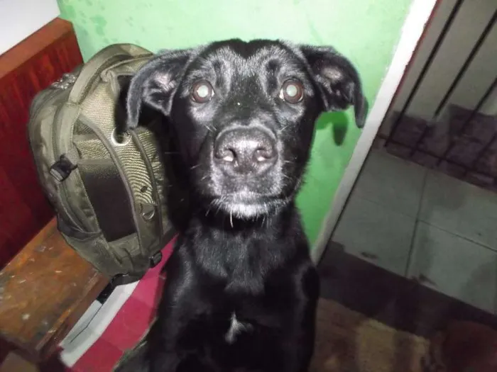 Cachorro ra a não definida idade 7 a 11 meses nome Laika