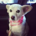 Estrela