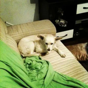 Cachorro raça Vira idade 1 ano nome Estrela