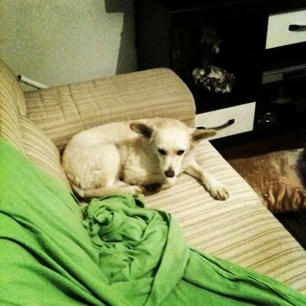 Cachorro ra a Vira idade 1 ano nome Estrela