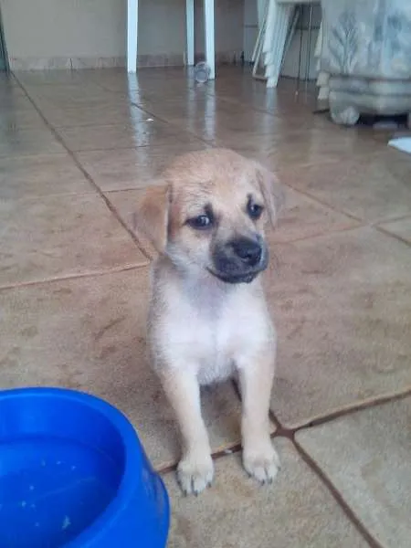 Cachorro ra a vira-lata idade Abaixo de 2 meses nome Ainda não tem