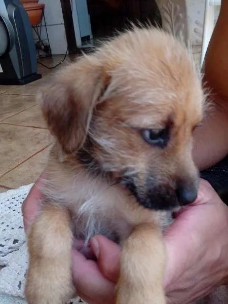 Cachorro ra a vira-lata idade Abaixo de 2 meses nome Ainda não tem