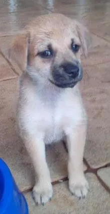 Cachorro raça vira-lata idade Abaixo de 2 meses nome Ainda não tem