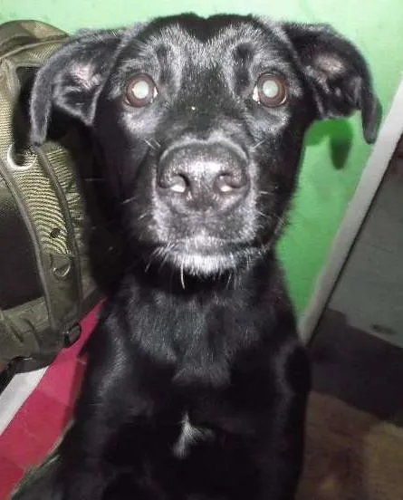 Cachorro ra a não definida idade 7 a 11 meses nome Laika
