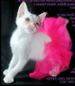 Gato raça SRD idade Abaixo de 2 meses nome Odile